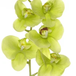 Phalaenopsis Orchid Real Touch 8 Flowers Green (97cmH)