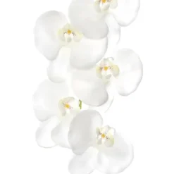 Phalaenopsis Orchid Real Touch 8 Flowers White (97cmH)