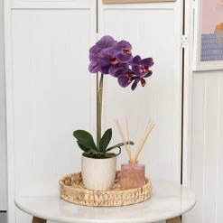 Phalaenopsis Orchid Real Touch Single Potted Purple (46cmH)