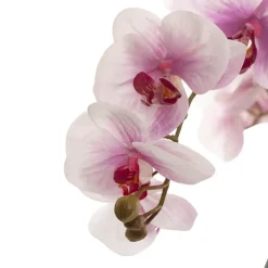 Phalaenopsis Orchid Real Touch 3Stem Potted Fuchsia (60cmH)