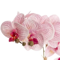 Phalaenopsis Orchid Real Touch 3Stem Potted Hot Pink (60cmH)