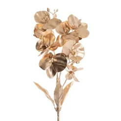 Phalaenopsis Orchid Short Stem Spray Champagne (50cmH)