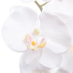 Phalaenopsis Orchid White (90cmH)