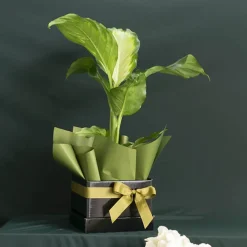 Posy Box Lid Medium Gloss Black Pack 5 (16.5x16.5x4cmH)