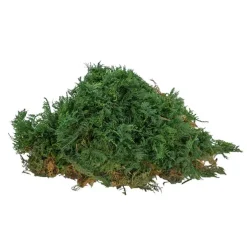 Premium Preserved Fern Moss 500g Box Green