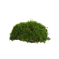 Premium Preserved Flat Moss Sheet Bulk 2.5kg Box Green