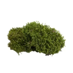 Premium Preserved Hair Moss Window Box 800g Light Green