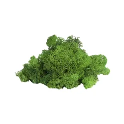 Premium Preserved Reindeer Moss Bulk 1kg Box Nature Green