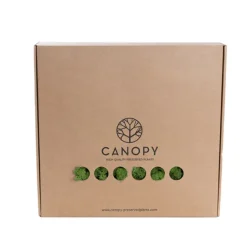 Premium Preserved Reindeer Moss Bulk 1kg Box Nature Green