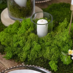 Premium Preserved Reindeer Moss Bulk 5kg Box Light Green