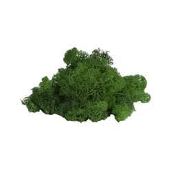 Premium Preserved Reindeer Moss Bulk 1kg Box Forest Green