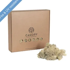 Premium Preserved Reindeer Moss Bulk 1kg Box Cream