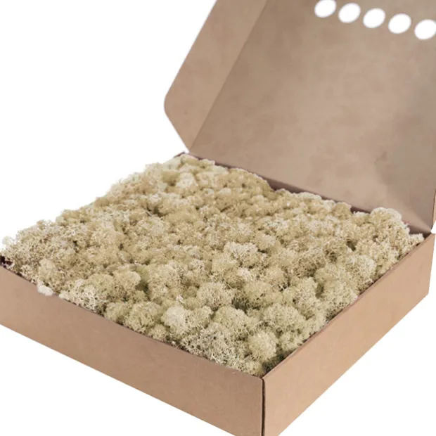 Premium Preserved Reindeer Moss Bulk 1kg Box Cream