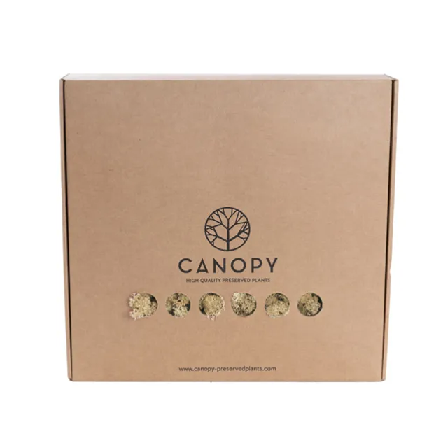 Premium Preserved Reindeer Moss Bulk 1kg Box Cream