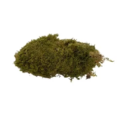 Premium Preserved Rock Moss 500g Box Green