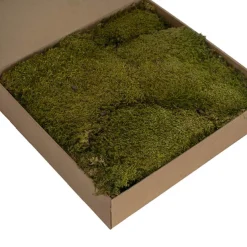 Premium Preserved Rock Moss 500g Box Green