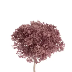 Preserved Dried Anna Hydrangea Stem Large Mauve (68cmH)
