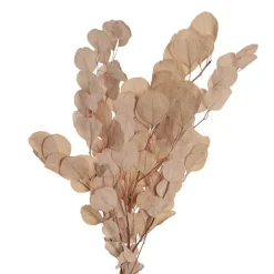 Preserved Dried Apple Leaf Honesty Bunch Nude