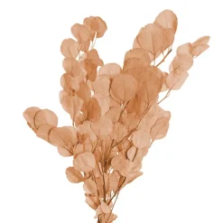 Preserved Dried Apple Leaf Honesty Bunch Peach
