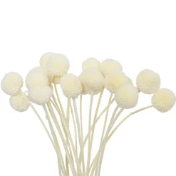 Preserved Dried Billy Button Bunch 20 Stems White