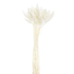 Preserved Dried Bunny Tail Bunch 60 Off White