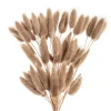 Preserved Dried Bunny Tail Bunch 60 Natural Brown