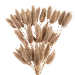 Preserved Dried Bunny Tail Bunch 60 Natural Brown
