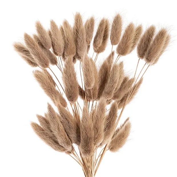 Preserved Dried Bunny Tail Bunch 60 Natural Brown