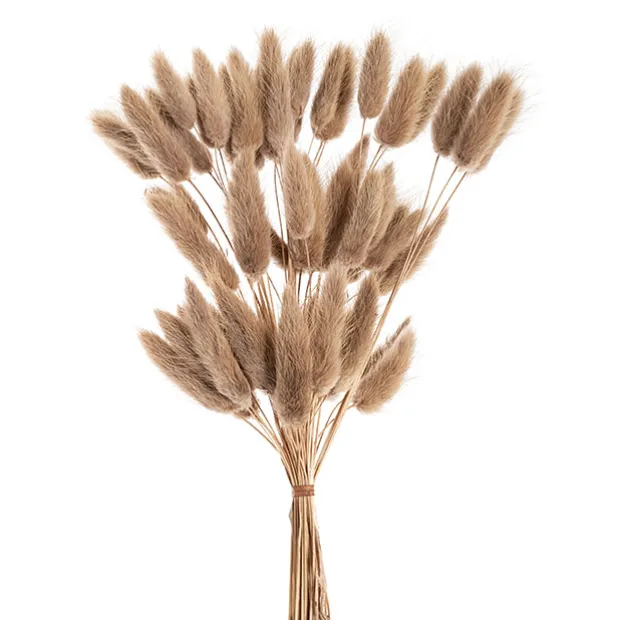 Preserved Dried Bunny Tail Bunch 60 Natural Brown
