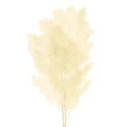 Preserved Dried Ming Fern Bunch 90g White