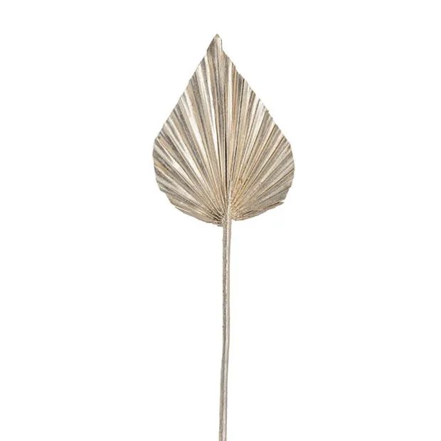 Preserved Dried Palm Spear Leaf Champagne (45-50cmH)