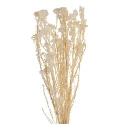 Preserved Dried Rice Flower Bunch 70g Cream