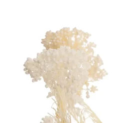 Preserved Dried Rice Flower Bunch 70g Cream