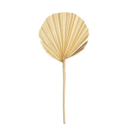 Preserved Dried Round Cut Palm Leaf Light Beige (40-45cmH)