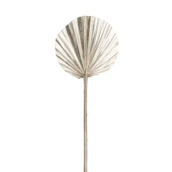 Preserved Dried Round Cut Palm Leaf Champagne (40-45cmH)