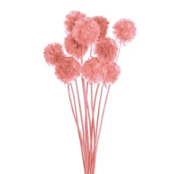 Preserved Dried Scabiosa x 10 Head Bunch Pink