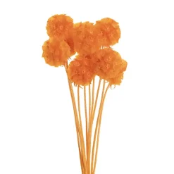 Preserved Dried Scabiosa x 10 Head Bunch Peach