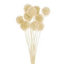 Preserved Dried Scabiosa x 10 Head Bunch Creamy White
