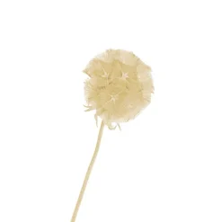 Preserved Dried Scabiosa x 10 Head Bunch Creamy White