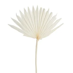 Preserved Dried Sun Cut Palm Leaf Bleach White (40-45cmH)