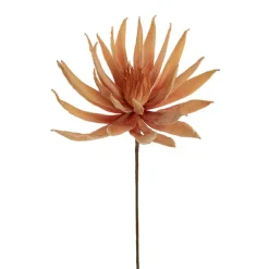 Protea Full Bloom Large Stem Apricot Peach (30cmDx78cmH)