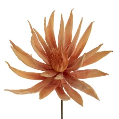 Protea Full Bloom Large Stem Apricot Peach (30cmDx78cmH)