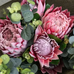 Protea Robyn Stem Soft Pink (12cmDx42cmH)