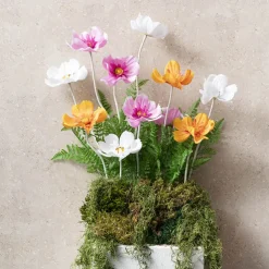 Queen Cosmos Stem Lilac (12cmDx56cmH)