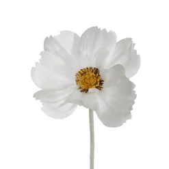 Queen Cosmos Stem White (12cmDx56cmH)