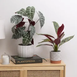 Real Touch Alocasia Potted Plant Green (53cmH)