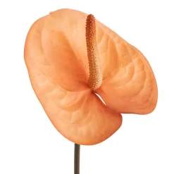 Real Touch Anthurium Caramel Beige (63cmH)