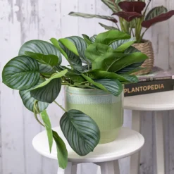 Real Touch Arrowroot Draping Potted Plant Green (35cmH)