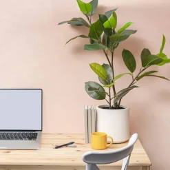 Real Touch Rubber Tree in White Pot Green (90cmH)