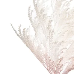 Reed Spray Cream (81cmH)